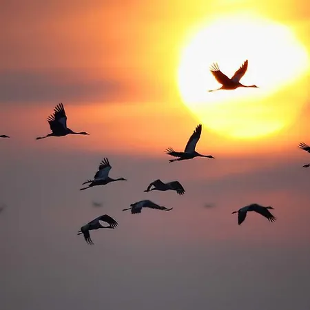 Nele Lejlighed Federow